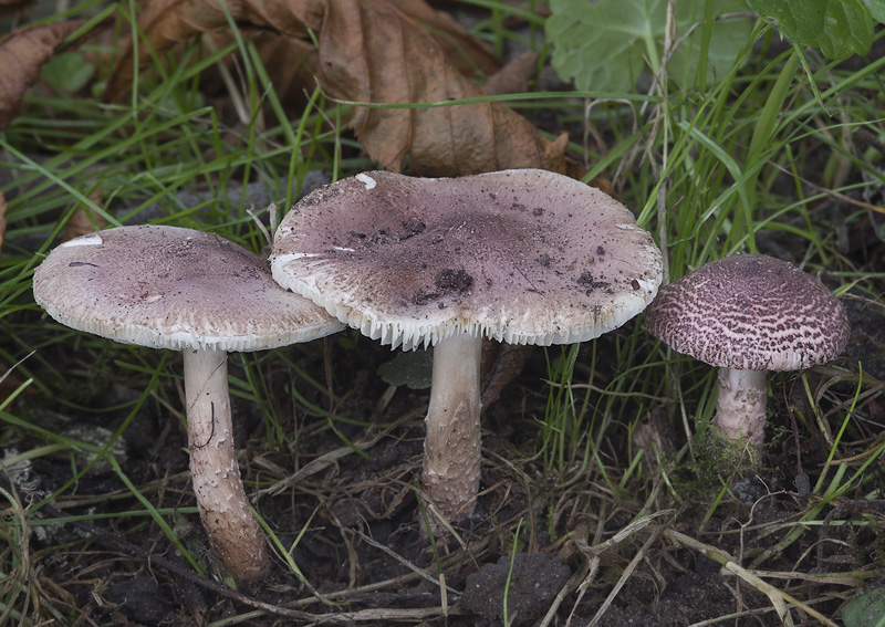 Lepiota brunneoincarnata